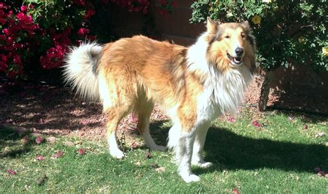 collie shed